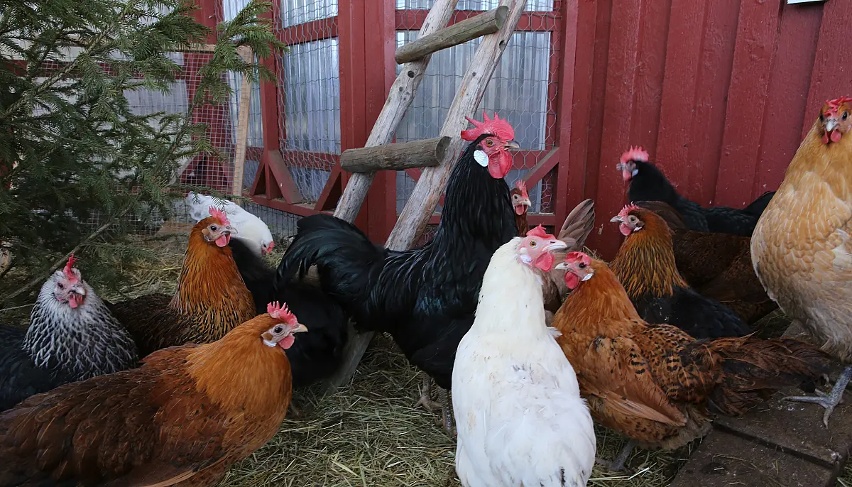 Informacja Powiatowego Lekarza Weterynarii w Inowrocławiu dla właścicieli drobiu, w związku z wysoce zjadliwą grypą ptaków