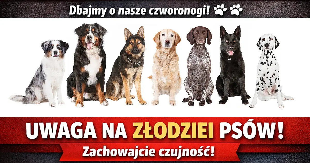 Uwaga na złodziei psów! Zachowajmy czujność!