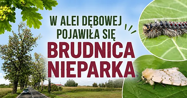 W alei dębowej przy DK25 zaobserwowano występowanie szkodnika
