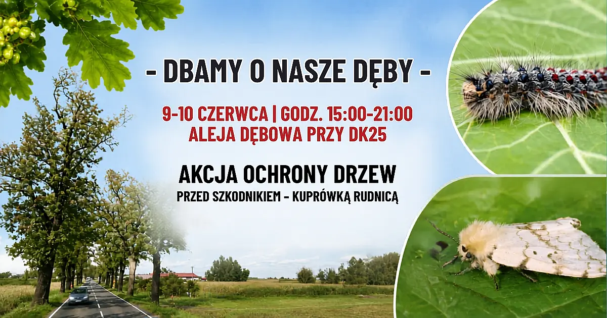 Dbamy o nasze dęby: Ważna informacja dotycząca zabiegów ochronnych przy DK 25