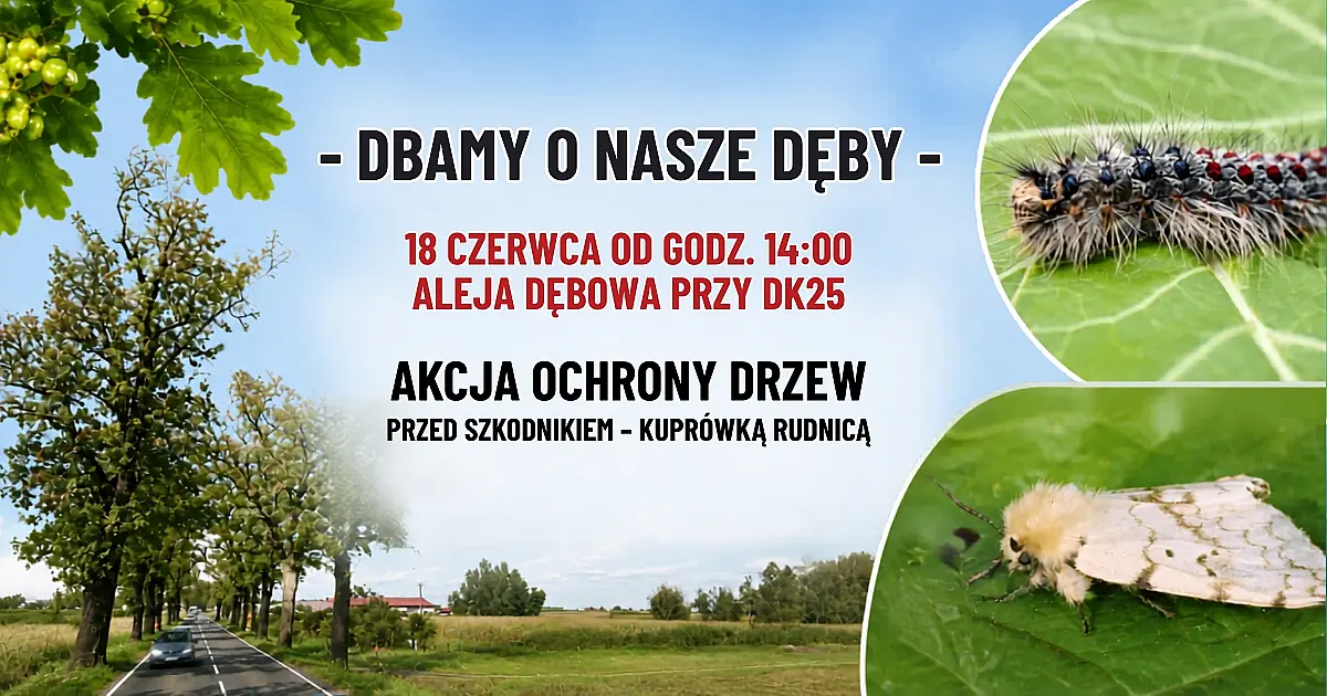 Oprysk Alei Dębowej przy drodze krajowej nr 25
