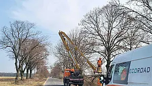 Pielęgnacja drzew w gminie Inowrocław - bezpieczeństwo i troska o przyrodę