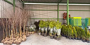 Akcja Zadrzewienia 2026 – mieszkańcy odbierają swoje sadzonki