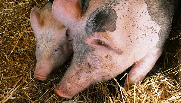 Afrykański pomór świń - informacja Powiatowego Lekarza Weterynarii