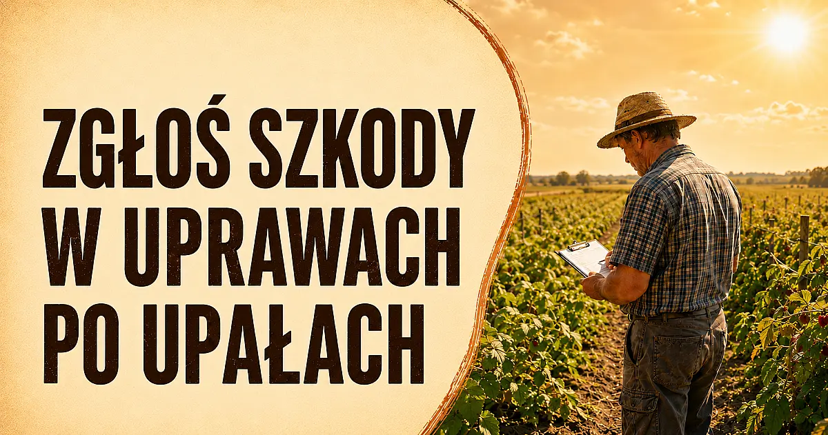Zgłaszanie szkód w uprawach spowodowanych wysokimi temperaturami