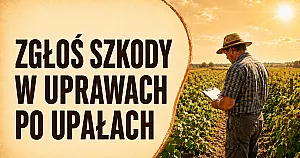 Zgłaszanie szkód w uprawach spowodowanych wysokimi temperaturami