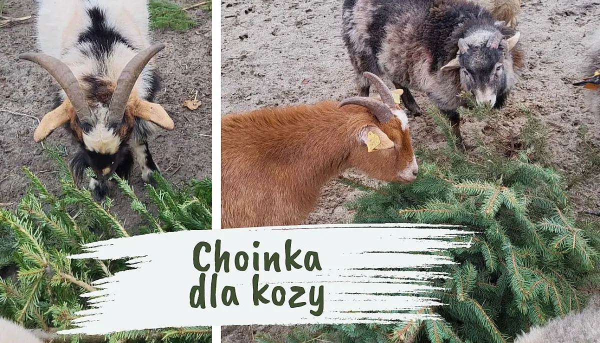 Nie wyrzucaj choinki – podaruj ją kozom!