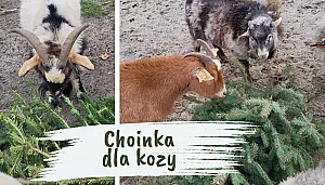 Nie wyrzucaj choinki – podaruj ją kozom!