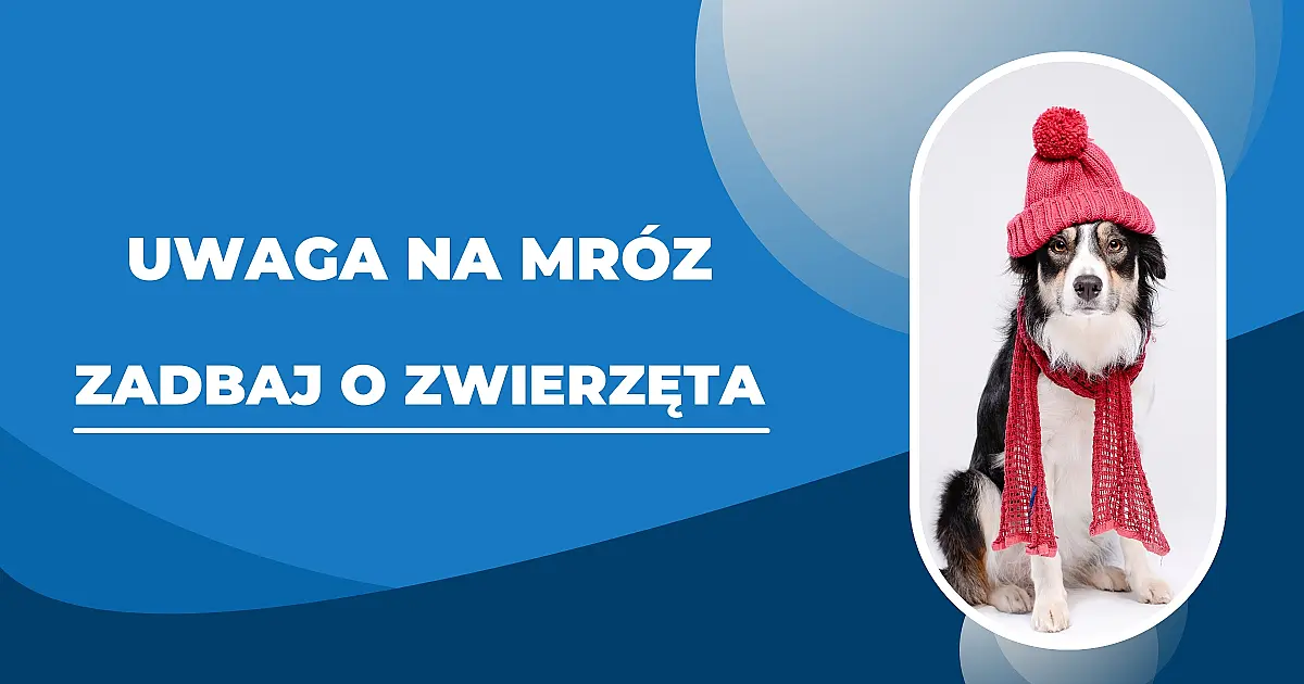 Zima to trudny czas dla zwierząt