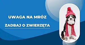 Zima to trudny czas dla zwierząt