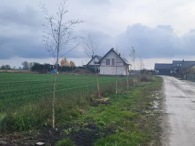 Nowe drzewa w Gminie Inowrocław