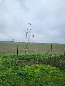 Nowe drzewa w Gminie Inowrocław