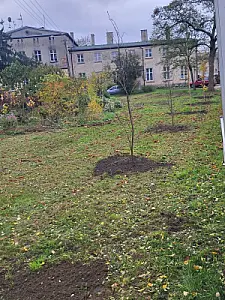 Nowe drzewa w Gminie Inowrocław