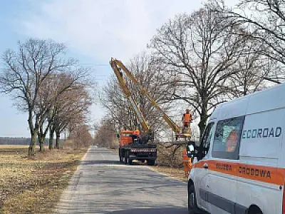 2025-03-19 Przycinka drzew - pielęgnacja