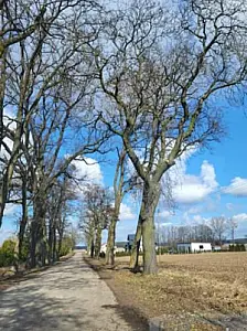 2025-03-19 Przycinka drzew - pielęgnacja