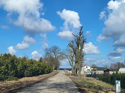 2025-03-19 Przycinka drzew - pielęgnacja