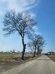 2025-03-19 Przycinka drzew - pielęgnacja