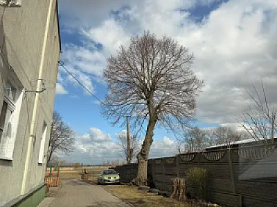 2025-03-19 Przycinka drzew - pielęgnacja